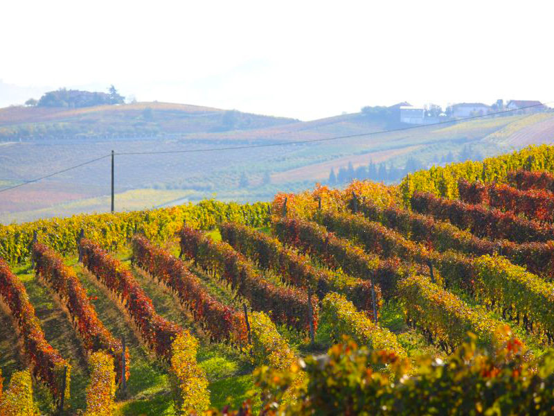 Colline Monferrato